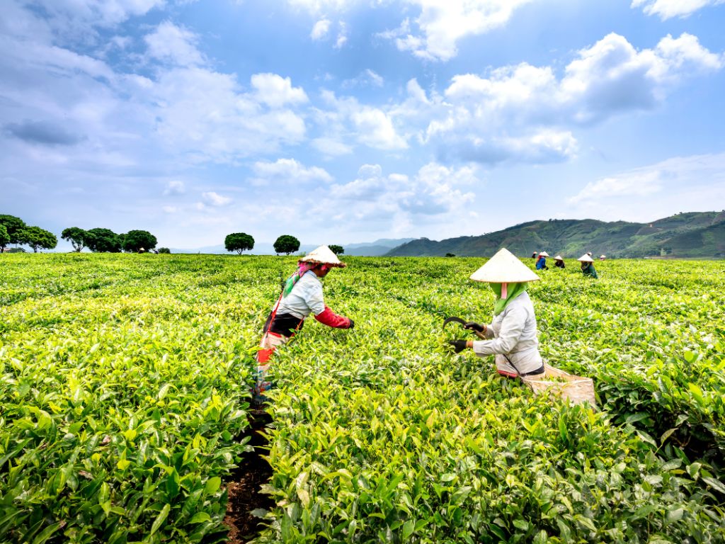 茶樹精油功效說明