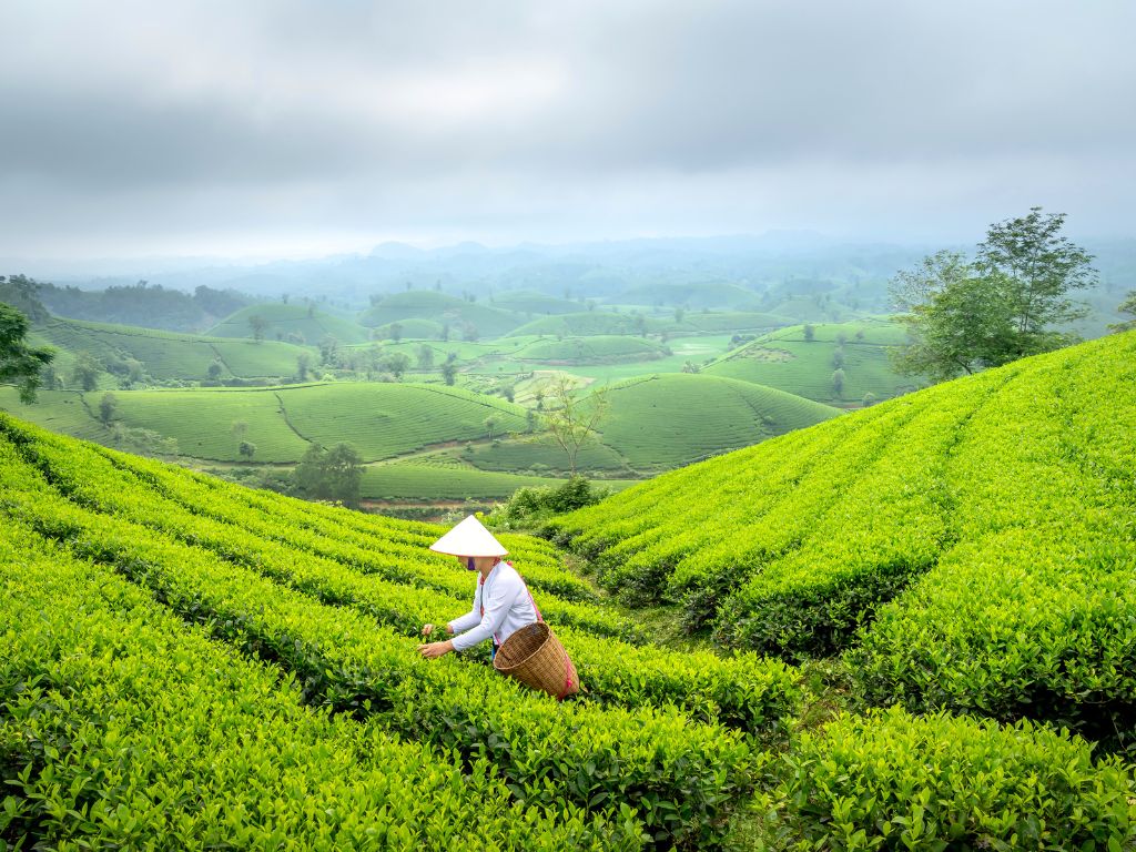 茶樹精油痘痘消除